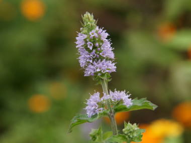 �O���[�v�t���[�c�~���g�̉�