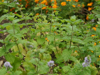 �O���[�v�t���[�c�~���g