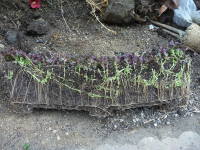 �n���s�ő������~���g�̍�