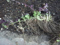 �������i�~���g�j