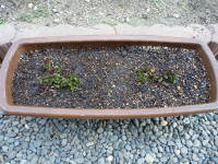 ���������ĐA���t���i�~���g�j