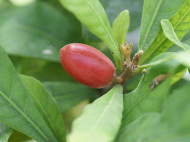 �~���N���t���[�c�̎�