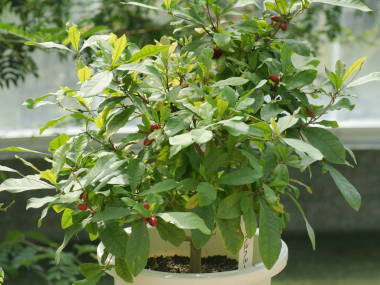 �~���N���t���[�c