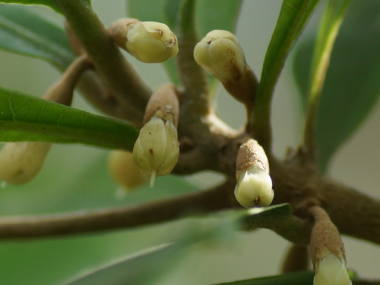 �~���N���t���[�c�̉�