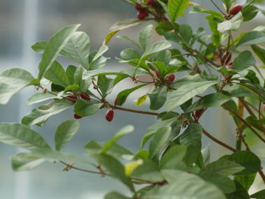 �~���N���t���[�c�̗t�Ǝ�