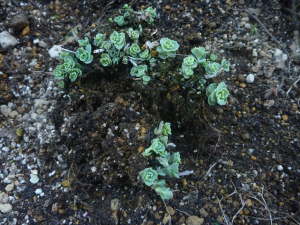 �������i�~�Z�o���j