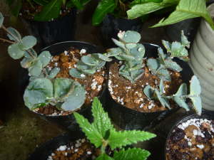 �}���؁i�~�Z�o���j