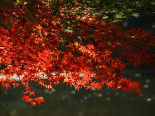 �C���n���~�W�̍g�t