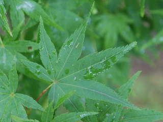 �C���n���~�W�̗t