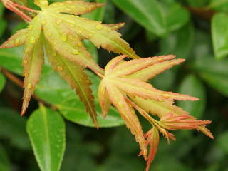 �C���n���~�W�̐V��