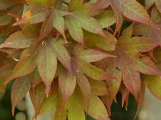 �쑺���~�W�i�Ă̗Ηt�j