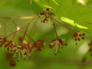 ���~�W�̉�