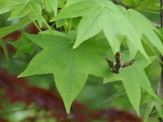 �I�I���~�W�̗t