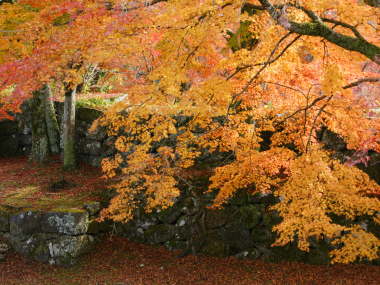 ���~�W�̉��F���g�t