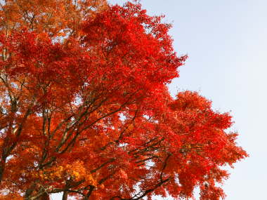 ���~�W�̐Ԃ��g�t