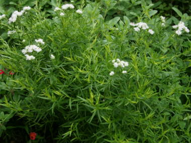 �}�E���e���~���g