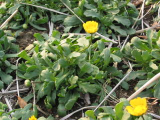 �J�Ԃ��n�߂̃����`�R�[��