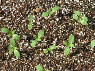 ��܂��i�����`�R�[���j