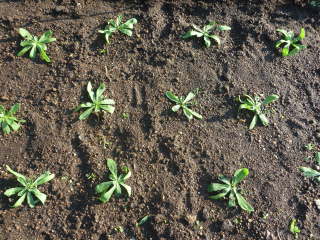 �c�̐A���t���i�����`�R�[���j