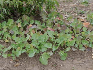 �t���T�����炢�̃i�m�n�i