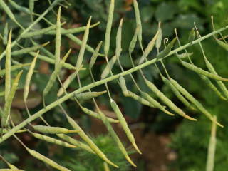 �i�m�n�i�̎�