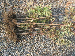 �i���e���̊������O