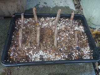 �}���؁i�i���e���j