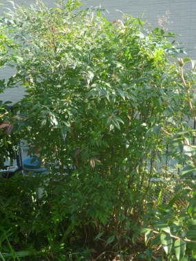 �i���e��