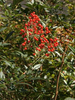 �Ԏ��i���e��