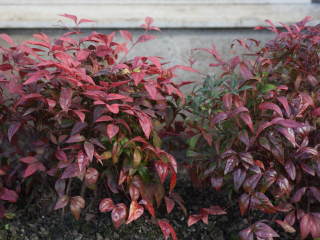 �I�^�t�N�i���e���̒�A��