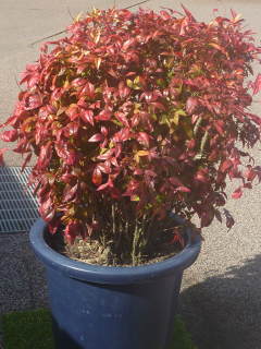 �I�^�t�N�i���e���̔��A��