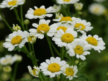 �i�c�V���M�N�i��d�炫�j