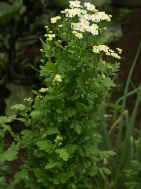 �i�c�V���M�N