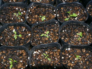 �|�b�g�։��A���i�i�c�V���M�N�j