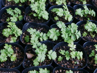 ��A�O�̃|�b�g�c�i�i�c�V���M�N�j