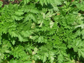 �i�c�V���M�N�̗t