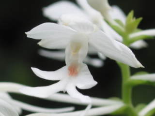 �c�������iC.triplicata�j