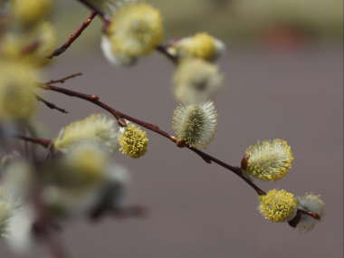 �l�R���i�M