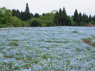 �l���t�B��