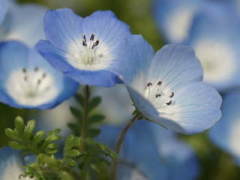 �l���t�B���i�����J���N�T�j