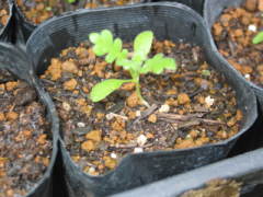 �|�b�g�܂��i�l���t�B���j