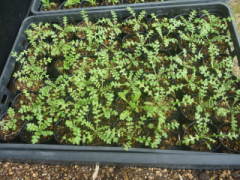 �|�b�g�c�i�l���t�B���j