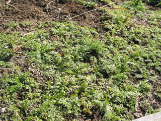 �j�Q���̂��ڂ��