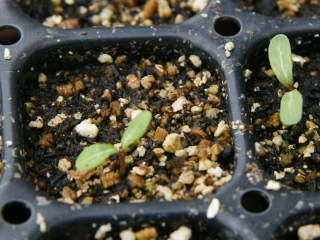 �Z���g���C���g������܂��i�j�`�j�`�\�E�j