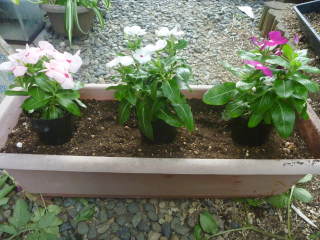 �v�����^�[�֐A���t���i�j�`�j�`�\�E�j