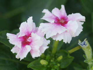 �t�����炫�i�j�`�j�`�\�E�j