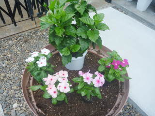 �񂹐A���i�j�`�j�`�\�E�j