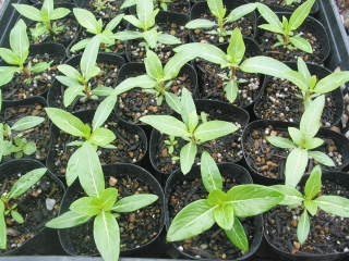 �펪���ň�Ă��|�b�g�c�i�j�`�j�`�\�E�j