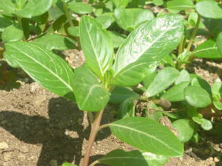 �E�S�O�i�j�`�j�`�\�E�j