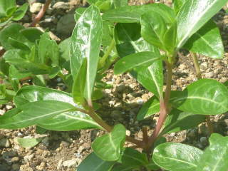 �E�S���ꂽ�c�i�j�`�j�`�\�E�j